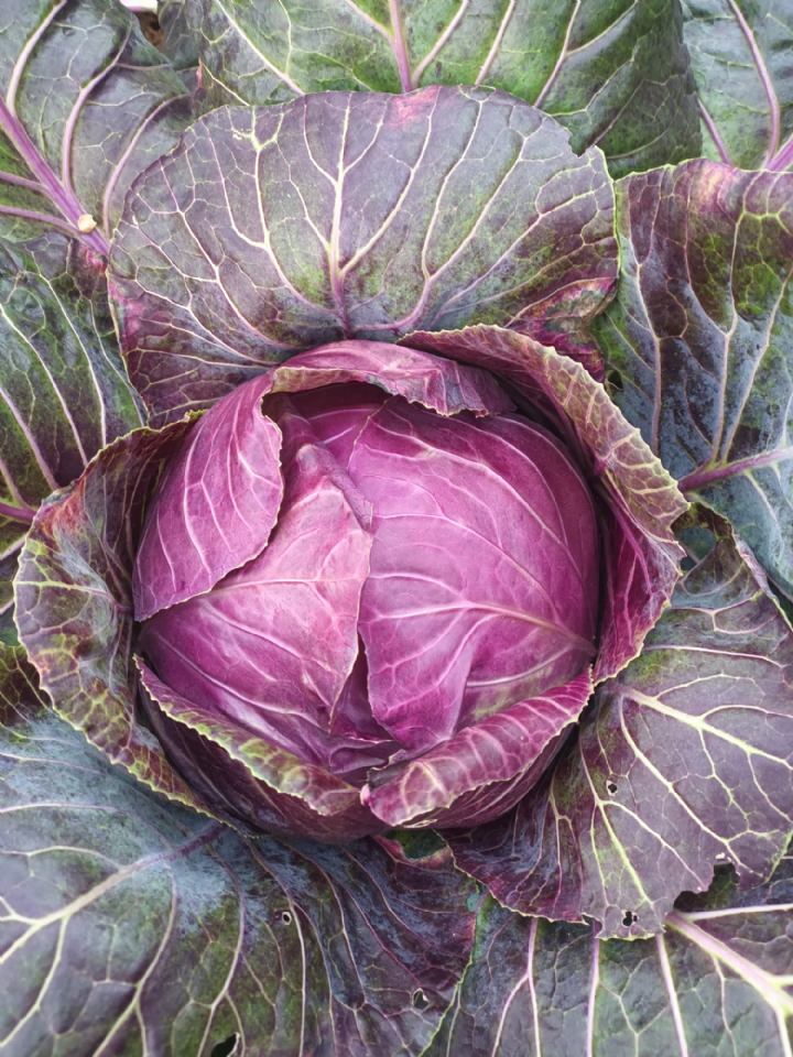 OPG IVAN RADAN - BRGUJSKI KAPUZ